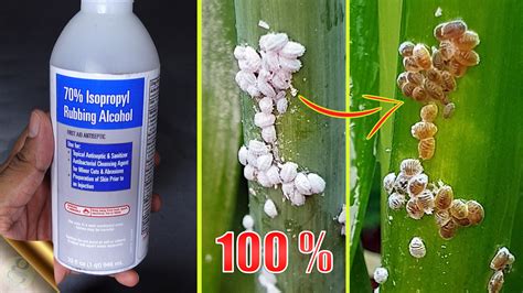 Mealy bugs treatment. Things To Know About Mealy bugs treatment. 